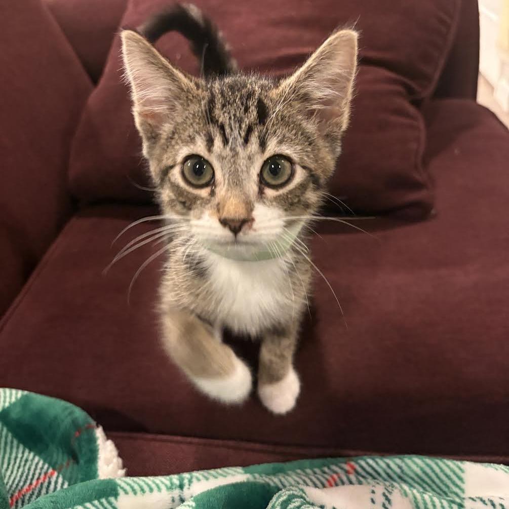 Rocket, a Adoptable Domestic Short Hair in Madison, WI image 3/6