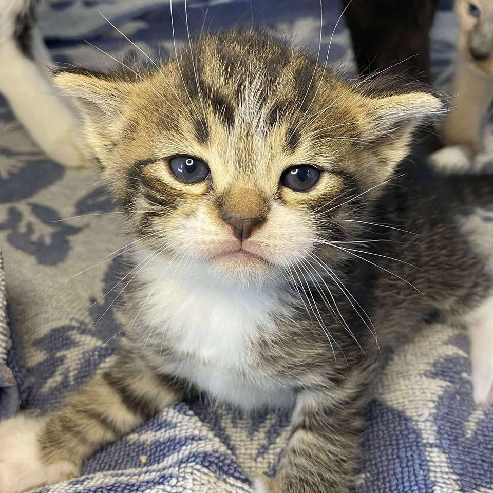 Rocket, a Adoptable Domestic Short Hair in Madison, WI image 4/6