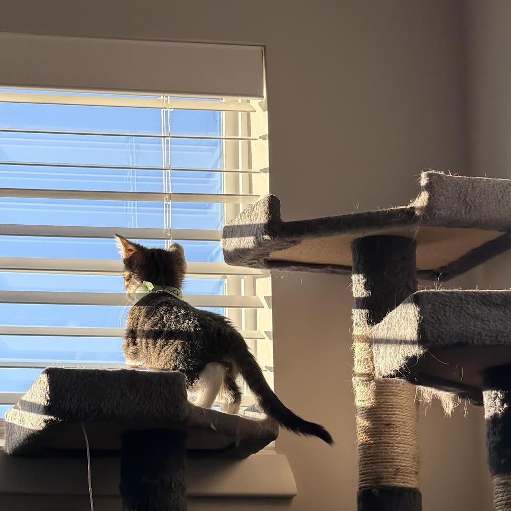 Rocket, a Adoptable Domestic Short Hair in Madison, WI image 5/6