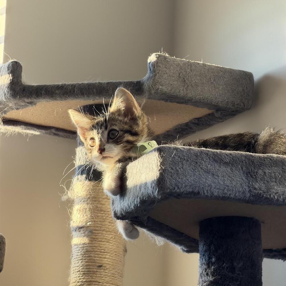 Rocket, a Adoptable Domestic Short Hair in Madison, WI image 6/6