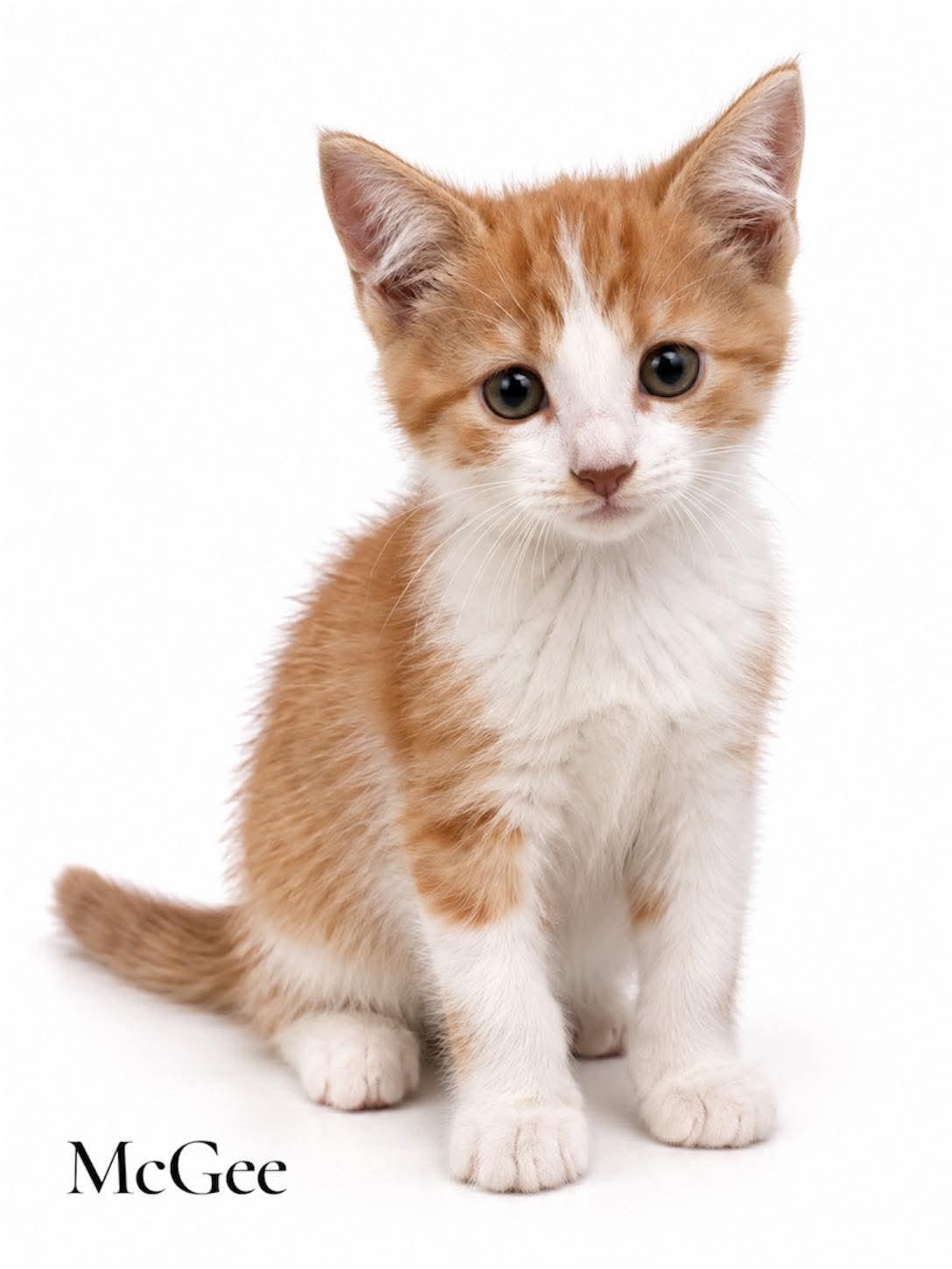 McGee, Adoptable, Kitten Male Domestic Short Hair.