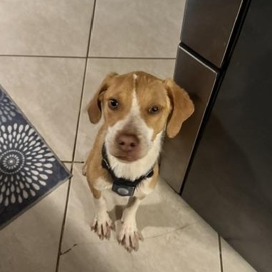 Peanut Butter, a ADOPTABLE mixed breed in Rock Hill, SC image 2/6