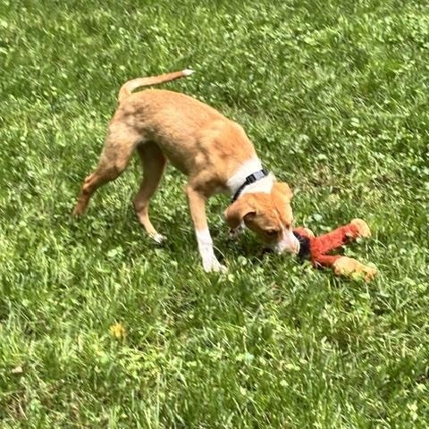 Peanut Butter, a ADOPTABLE mixed breed in Rock Hill, SC image 5/6