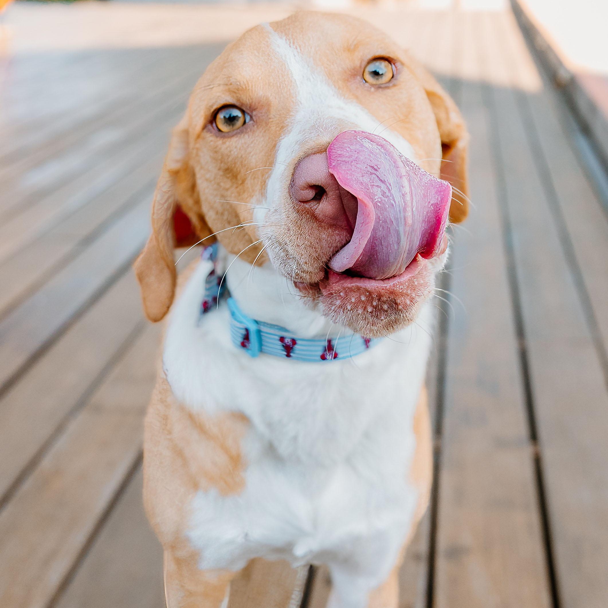 Enlarge Peanut Butter, a ADOPTABLE mixed breed in Rock Hill, SC image 6/6
