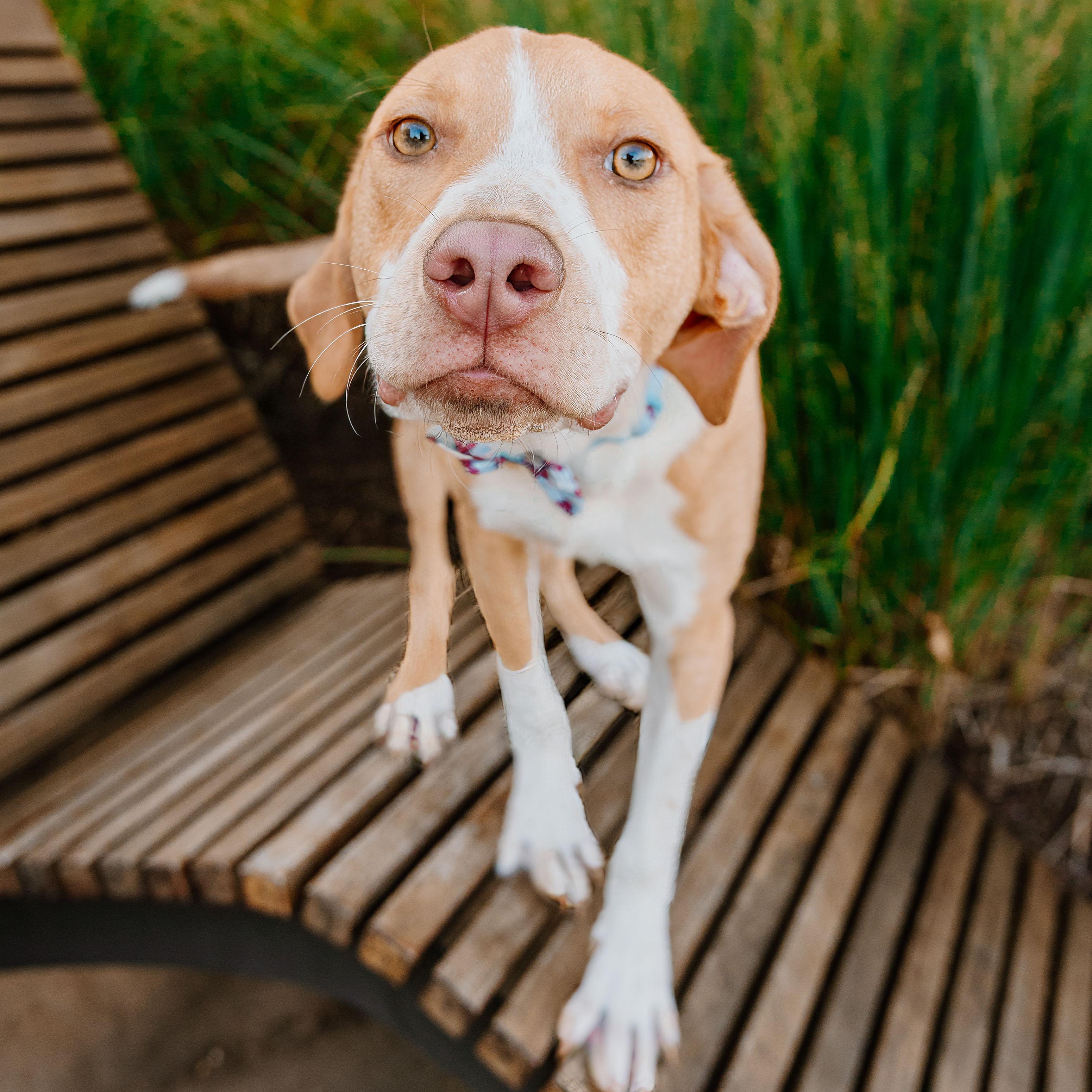 Enlarge Peanut Butter, a ADOPTABLE mixed breed in Rock Hill, SC image 5/6