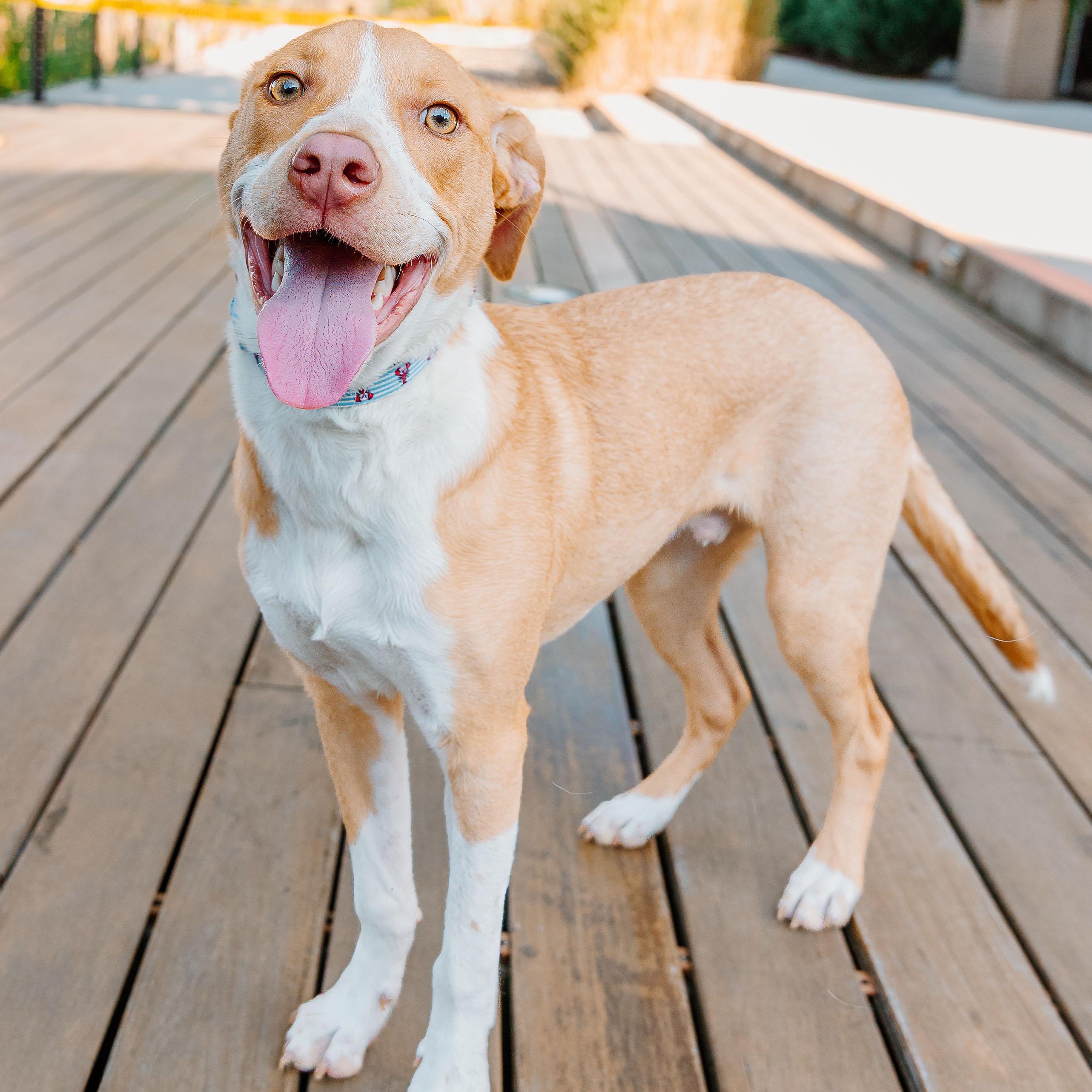 Enlarge Peanut Butter, a ADOPTABLE mixed breed in Rock Hill, SC image 2/6