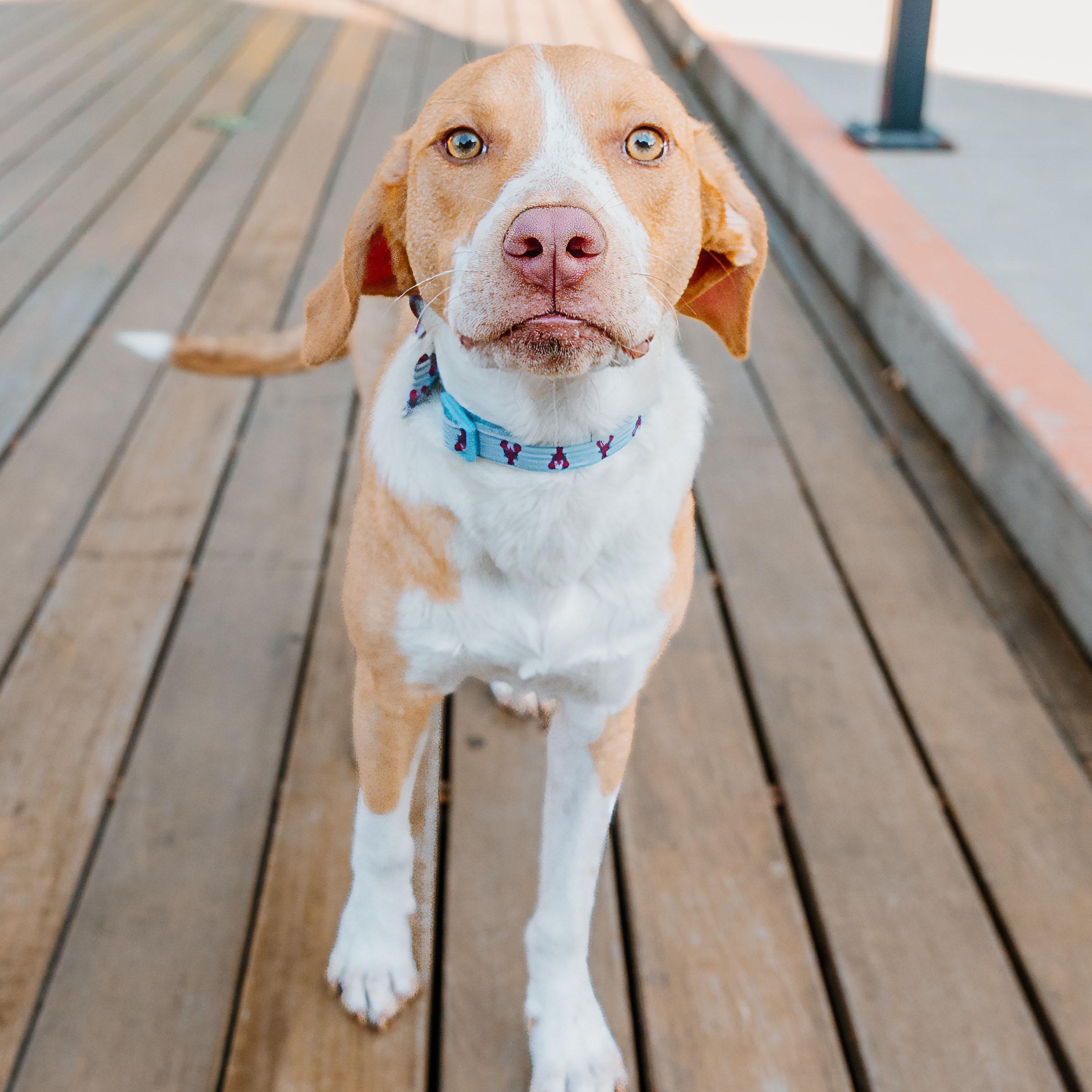 Enlarge Peanut Butter, a ADOPTABLE mixed breed in Rock Hill, SC image 1/6