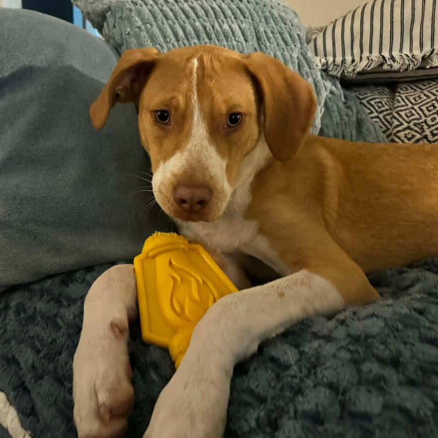 Peanut Butter, a ADOPTABLE mixed breed in Rock Hill, SC image 1/6