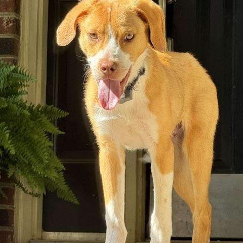 Peanut Butter, a ADOPTABLE mixed breed in Rock Hill, SC image 6/6
