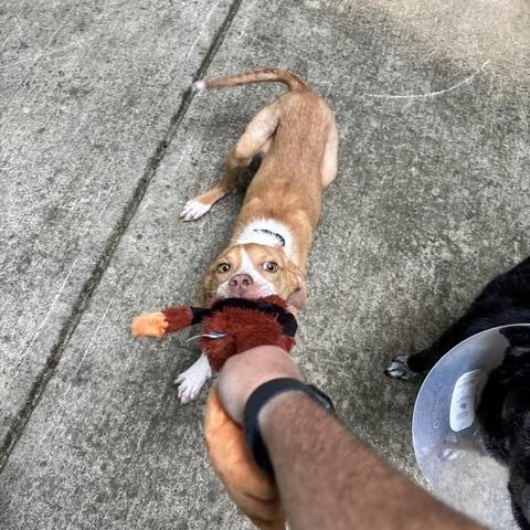 Peanut Butter, a ADOPTABLE mixed breed in Rock Hill, SC image 4/6