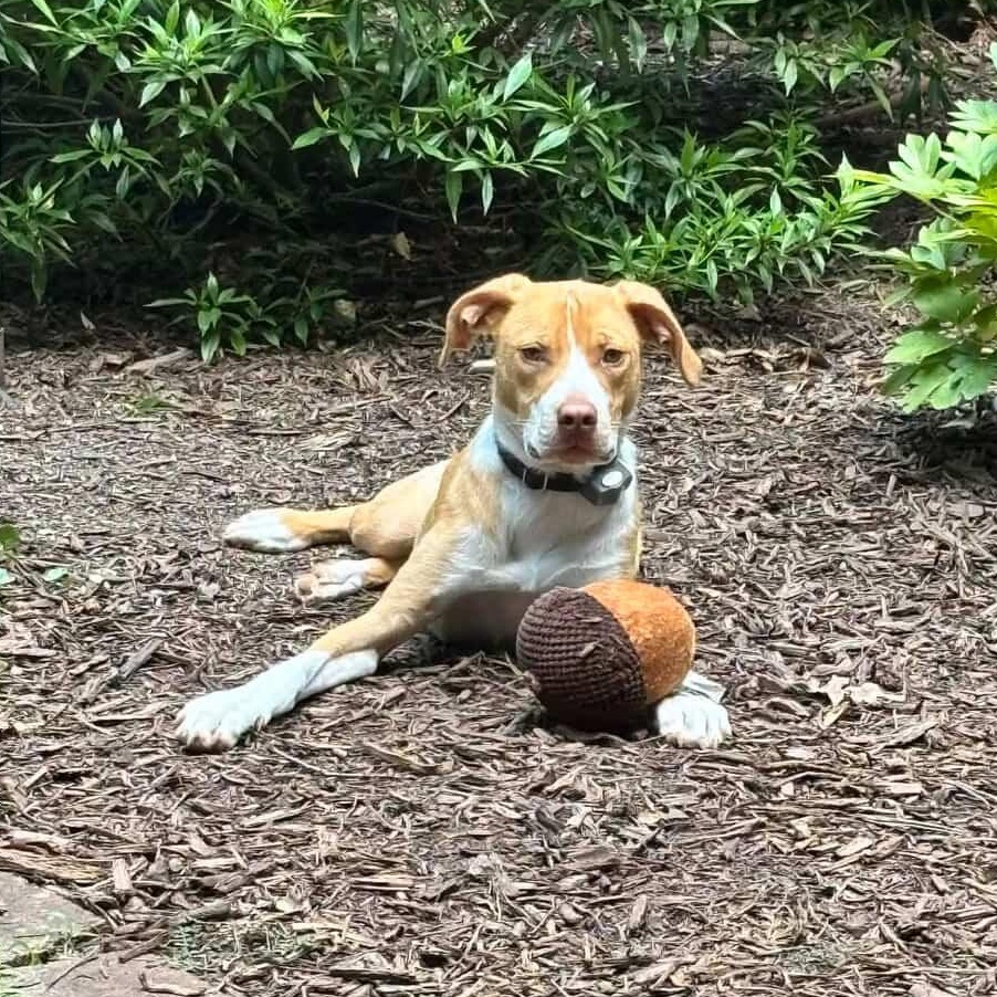 Peanut Butter, a ADOPTABLE mixed breed in Rock Hill, SC image 2/6
