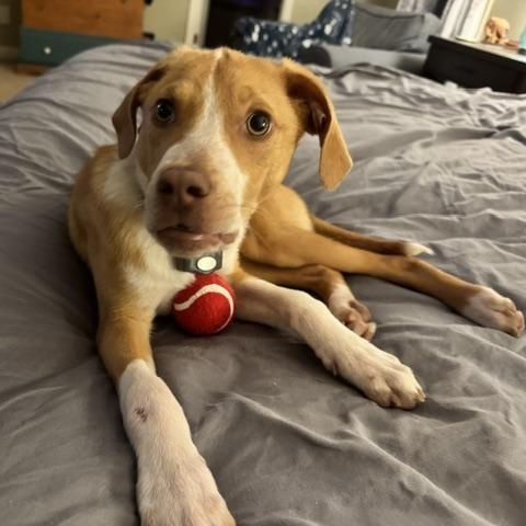Peanut Butter, a ADOPTABLE mixed breed in Rock Hill, SC image 1/6