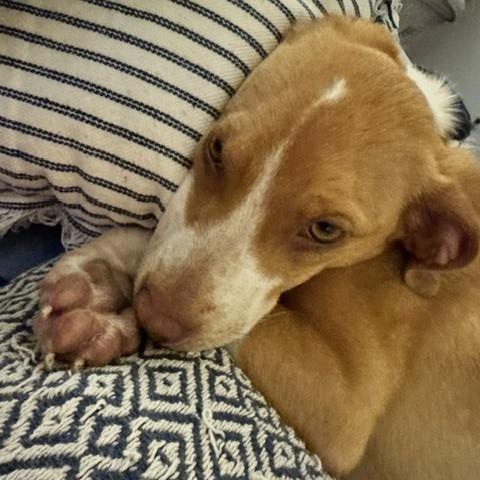 Peanut Butter, a ADOPTABLE mixed breed in Rock Hill, SC image 3/6
