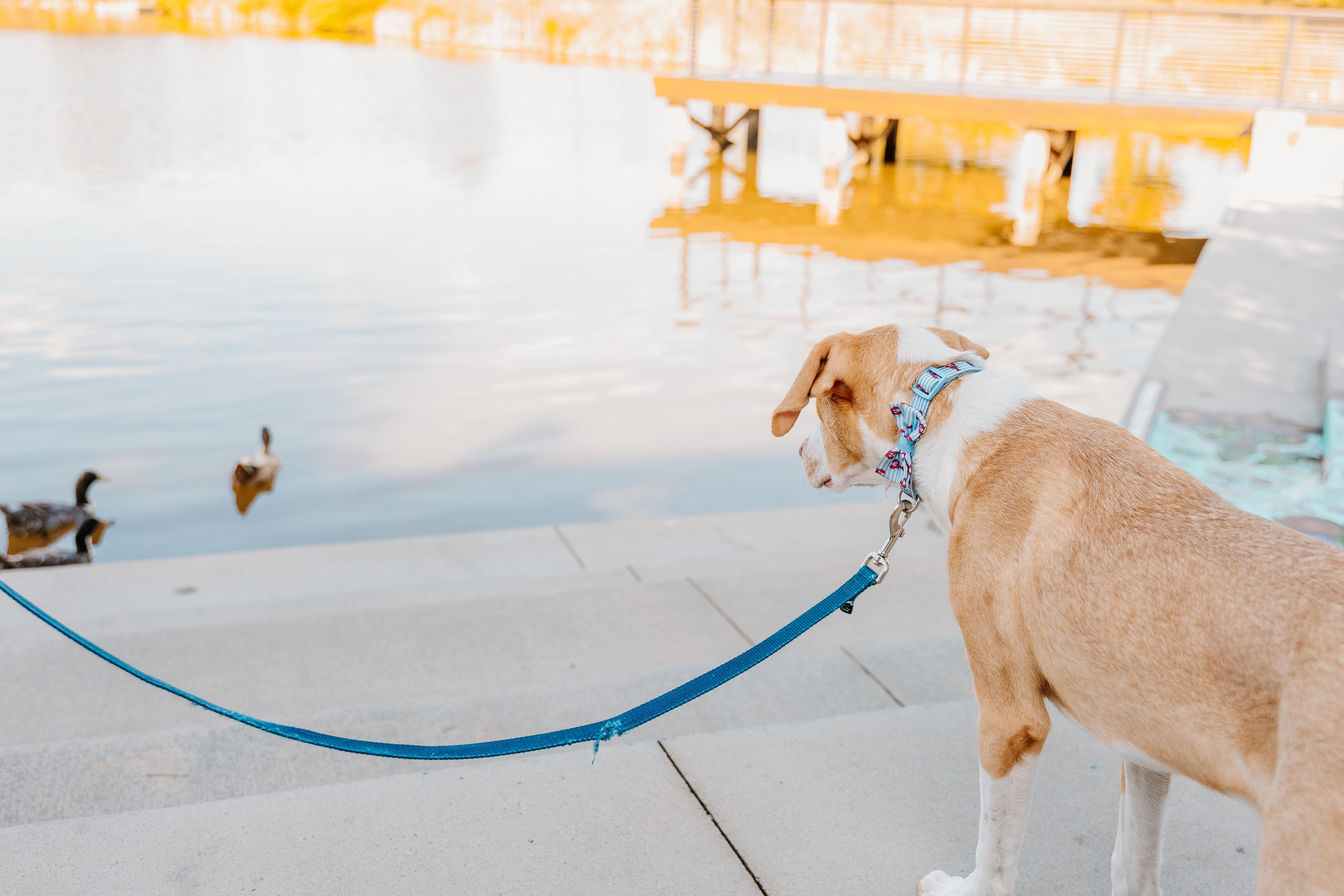 Enlarge Peanut Butter, a ADOPTABLE mixed breed in Rock Hill, SC image 4/6