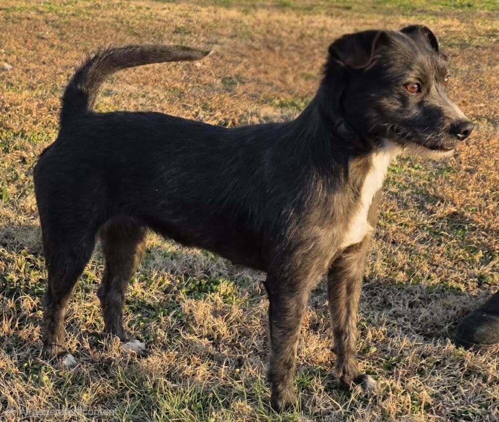 Enlarge Eggo, a Adoptable mixed breed in McMinnville, TN image 1/5