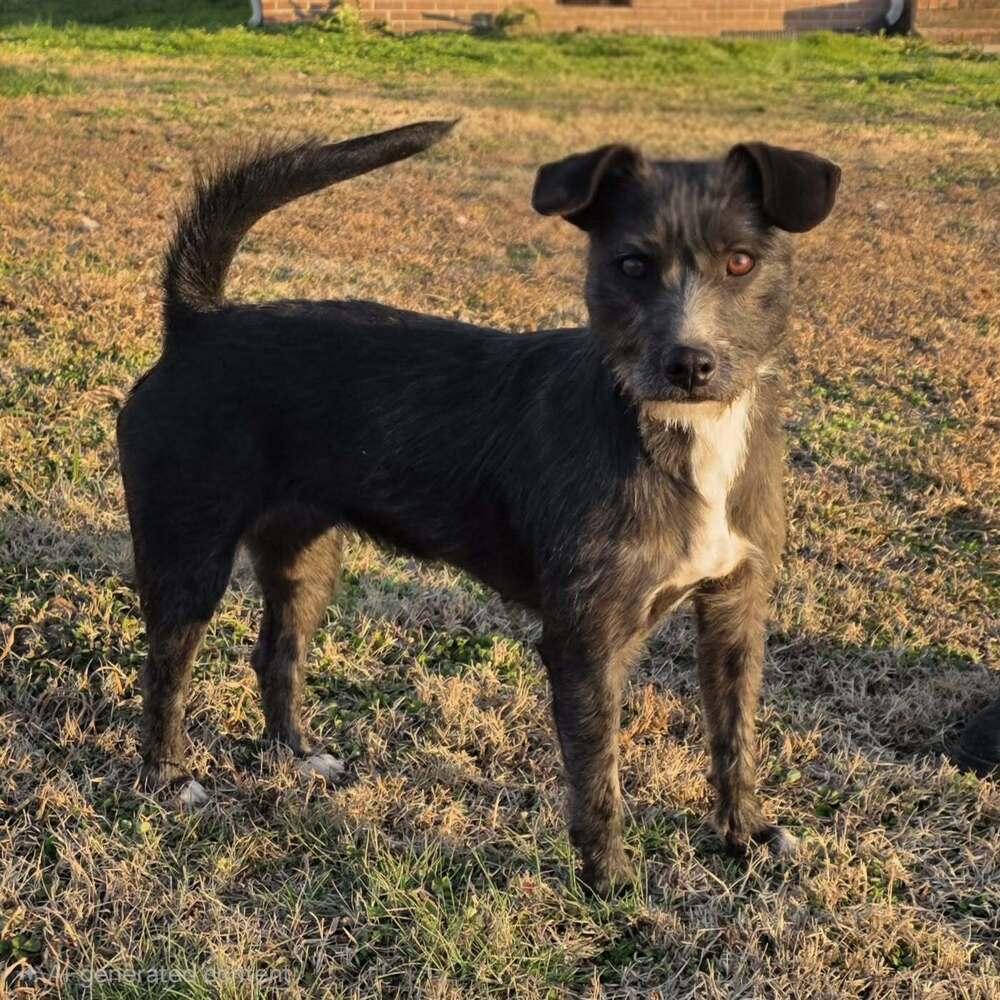 Enlarge Eggo, a Adoptable mixed breed in McMinnville, TN image 3/5
