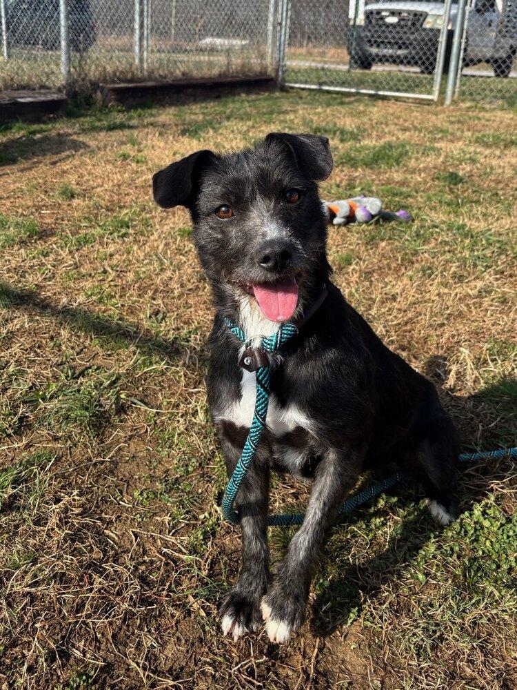 Enlarge Eggo, a Adoptable mixed breed in McMinnville, TN image 4/5