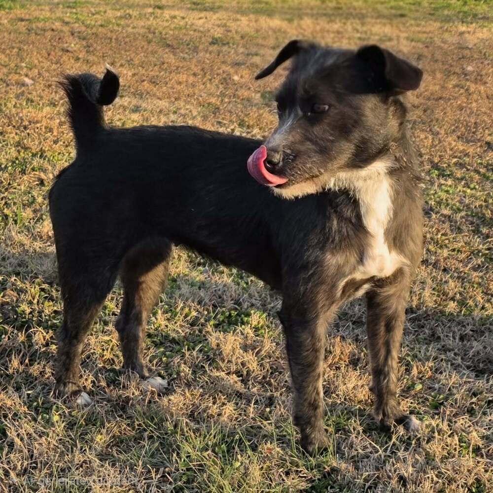 Enlarge Eggo, a Adoptable mixed breed in McMinnville, TN image 5/5