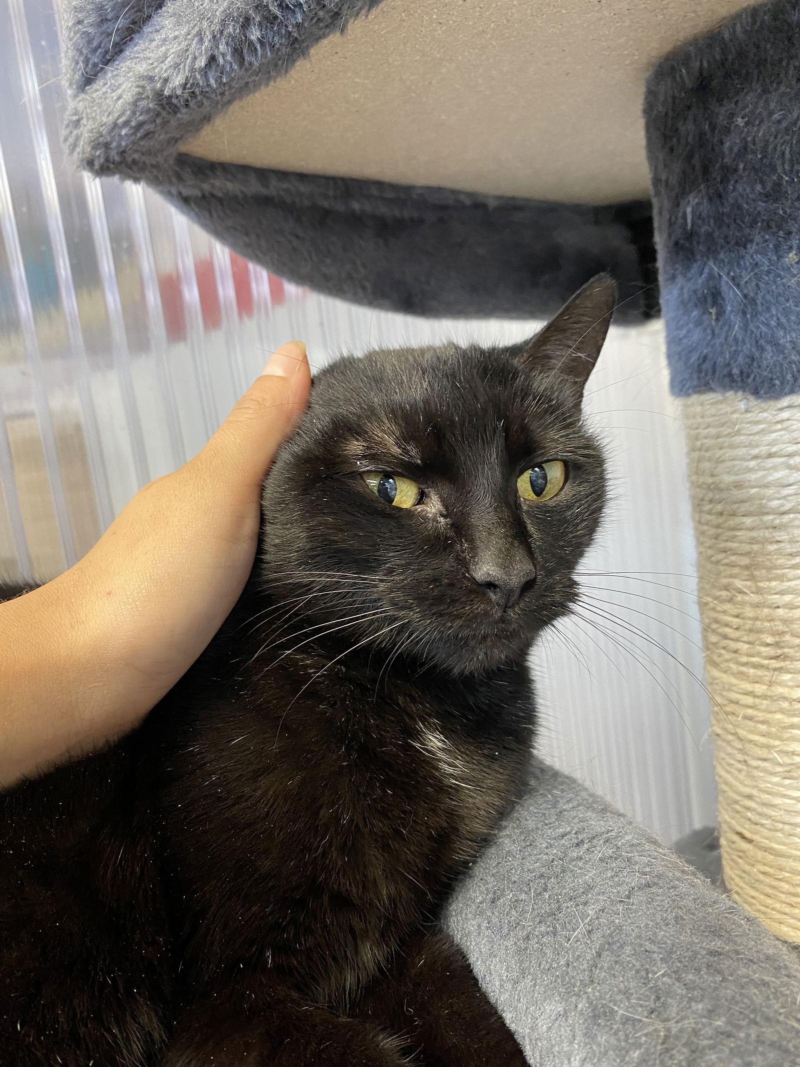 Lara, a Adoptable Domestic Short Hair in Margate, FL image 1/3