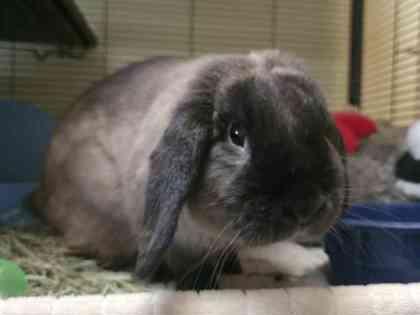 Enlarge Hank, an adopted Lop Eared in Williamsport, PA image 2/3