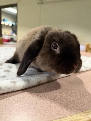 Enlarge Hank, an adopted Lop Eared in Williamsport, PA image 3/3