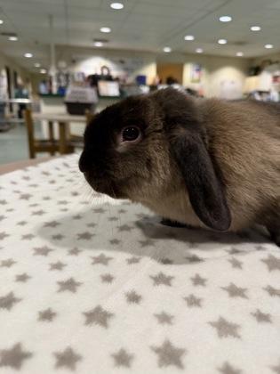 Enlarge Hank, an adopted Lop Eared in Williamsport, PA image 1/3