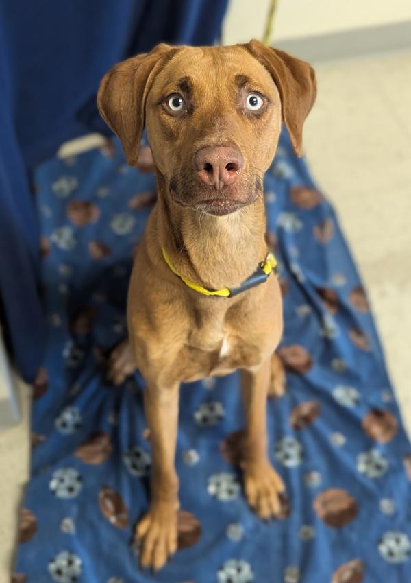 Enlarge *Ladybird*, a Adoptable mixed breed in Salt Lake City, UT image 1/1
