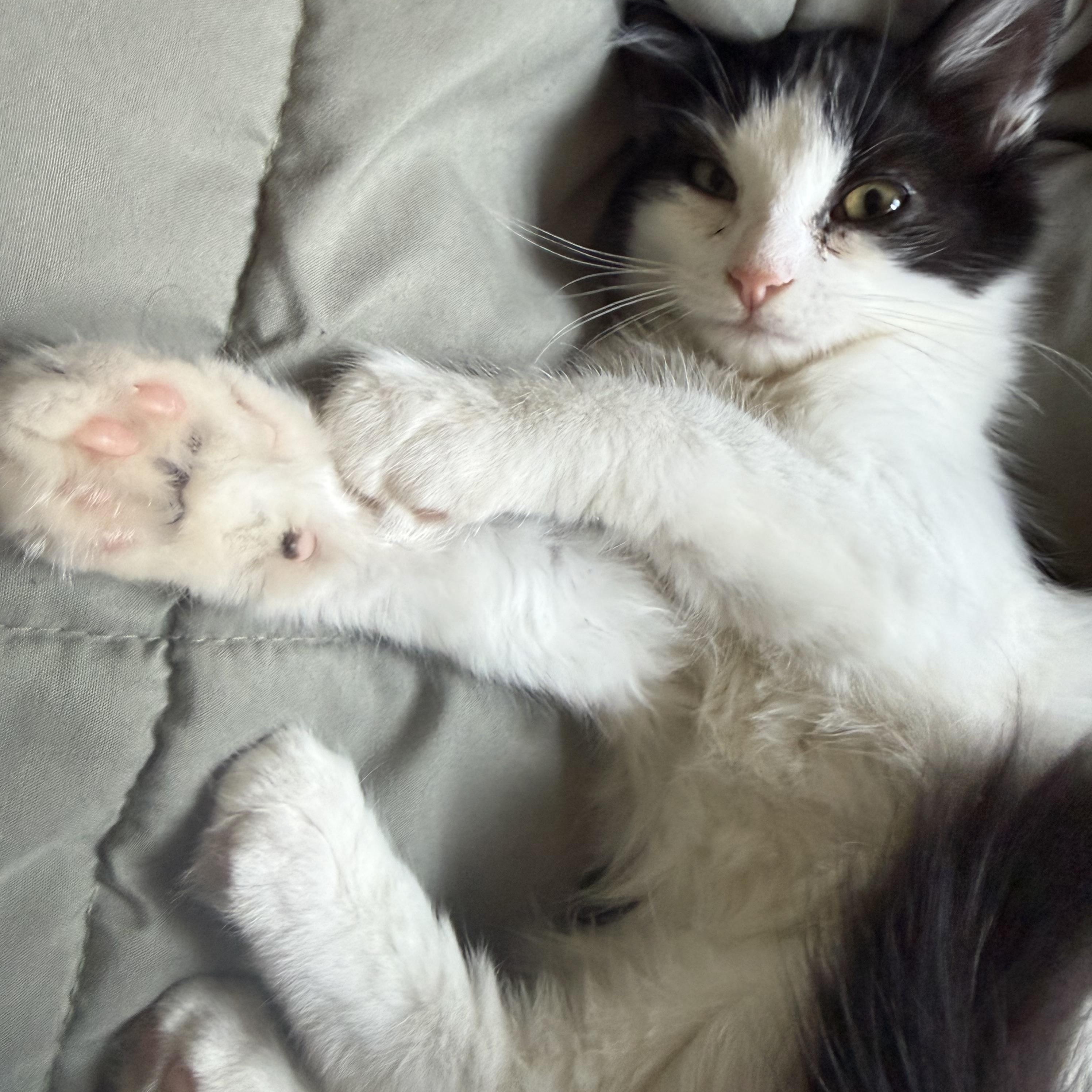 Bambino (A142012), adopted, Kitten Male Domestic Medium Hair.
