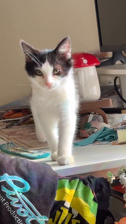 Enlarge Bambino (A142012), an adopted Domestic Medium Hair in Burbank, CA video 4/4