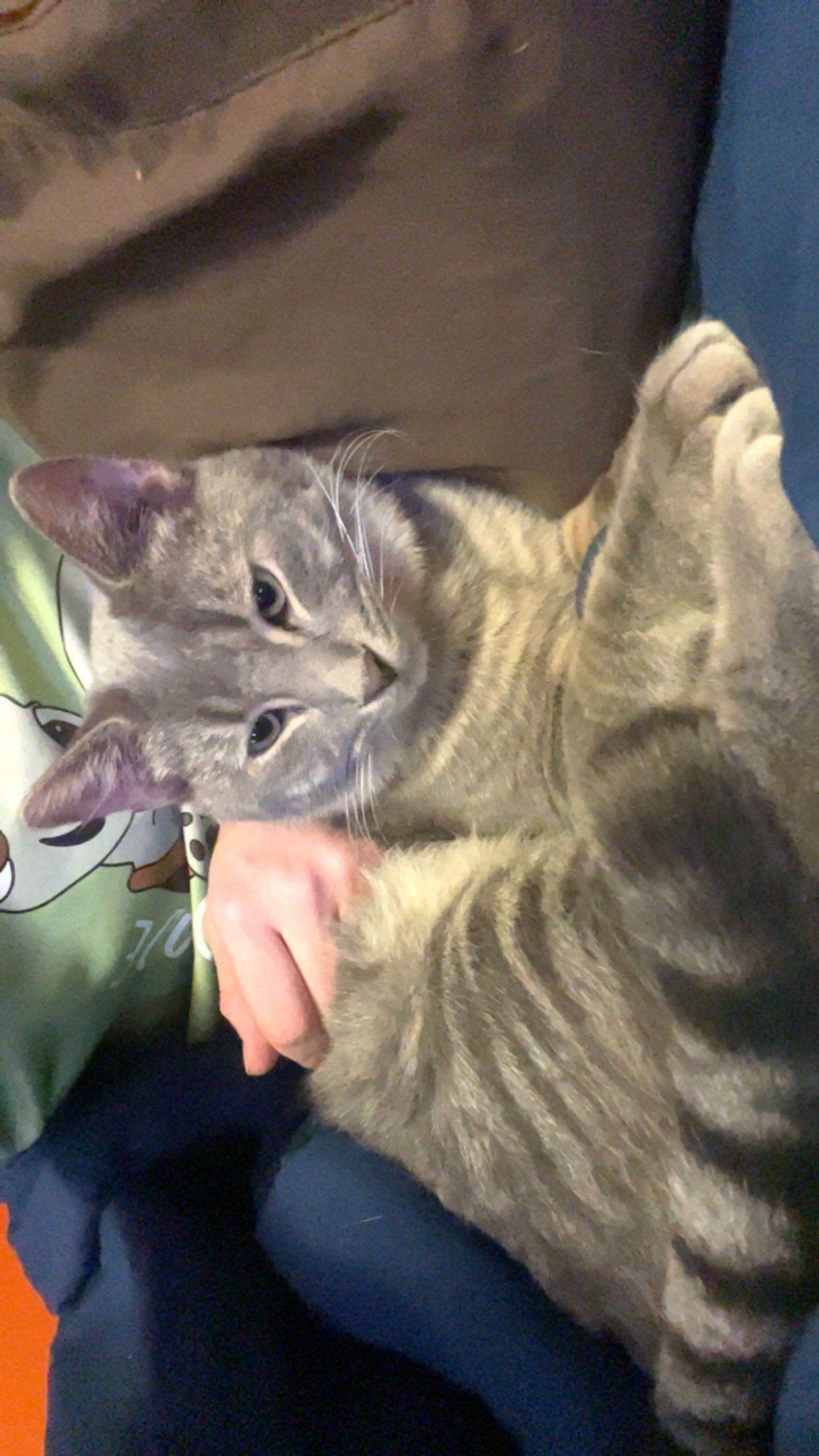 Scout, ADOPTABLE, Adult Male Domestic Short Hair.