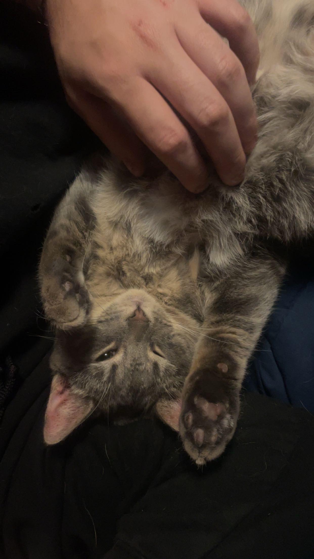 Enlarge Scout, a ADOPTABLE Domestic Short Hair in Towanda, PA image 2/2