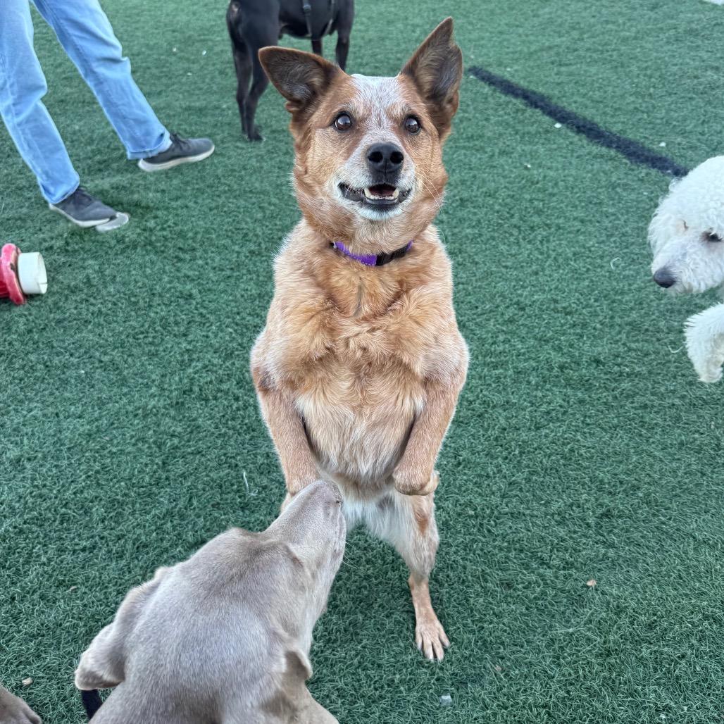 Enlarge Cherry, a Adoptable Cattle Dog in Fulton, MO image 1/6