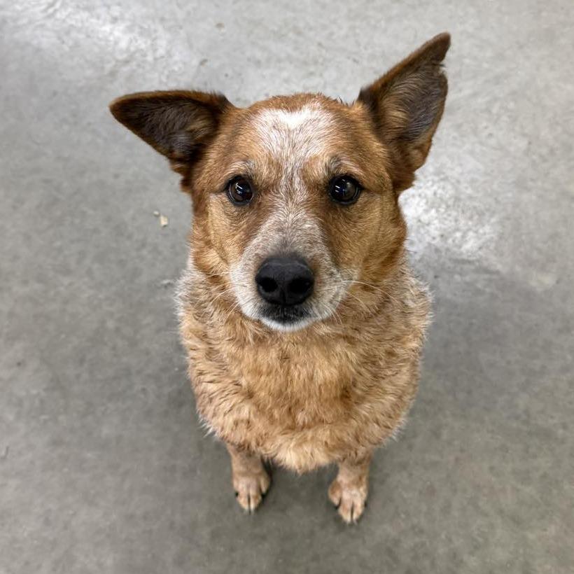Enlarge Cherry, a Adoptable Cattle Dog in Fulton, MO image 2/6