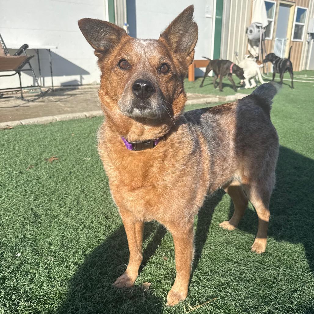 Enlarge Cherry, a Adoptable Cattle Dog in Fulton, MO image 3/6