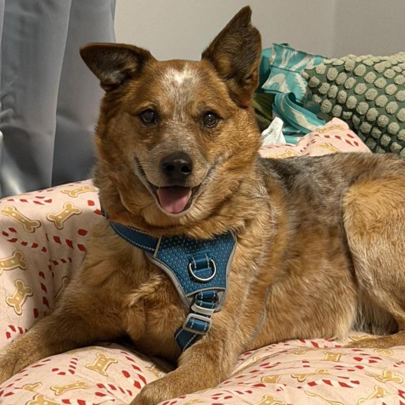 Enlarge Cherry, a Adoptable Cattle Dog in Fulton, MO image 4/6