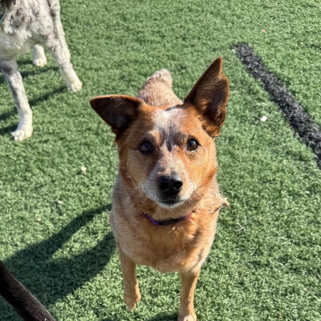 Enlarge Cherry, a Adoptable Cattle Dog in Fulton, MO image 5/6