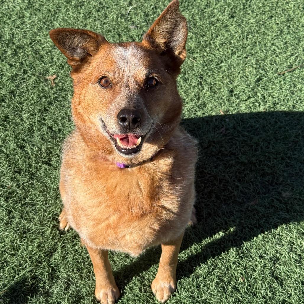 Enlarge Cherry, a Adoptable Cattle Dog in Fulton, MO image 6/6