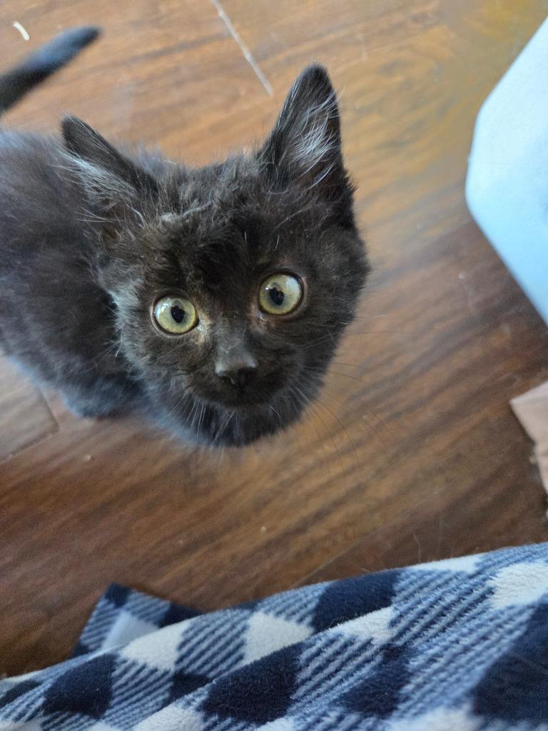 Kitten - Ernie, Adoptable, Kitten Male Domestic Long Hair.