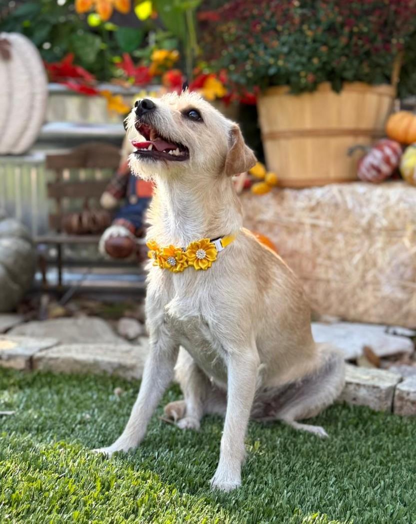 Enlarge Daisy Mae, an adopted mixed breed in Southport, CT image 3/6