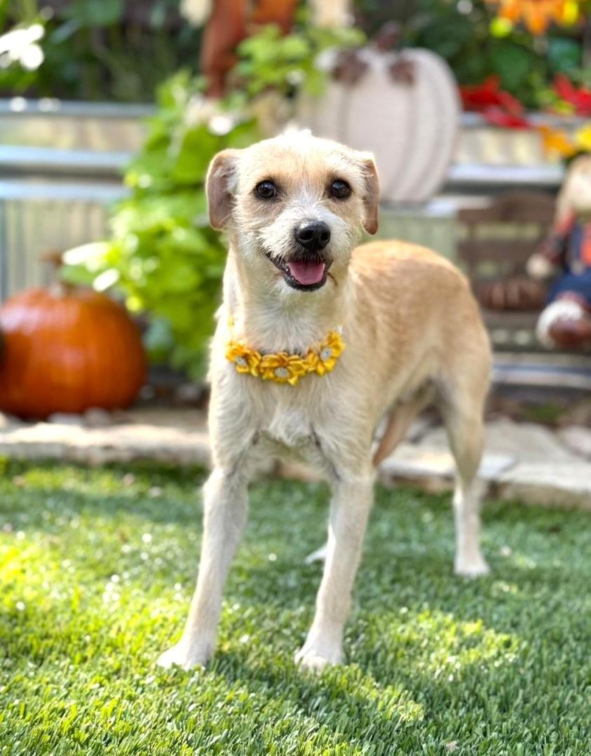 Enlarge Daisy Mae, an adopted mixed breed in Southport, CT image 2/6