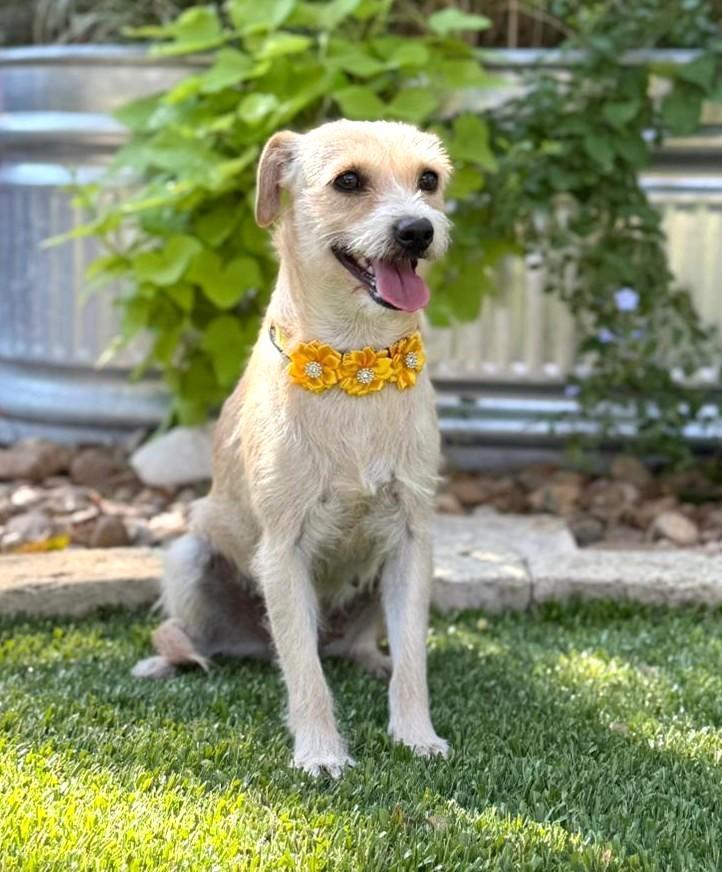 Daisy Mae, Adoptable, Young Female Border Terrier & Terrier.