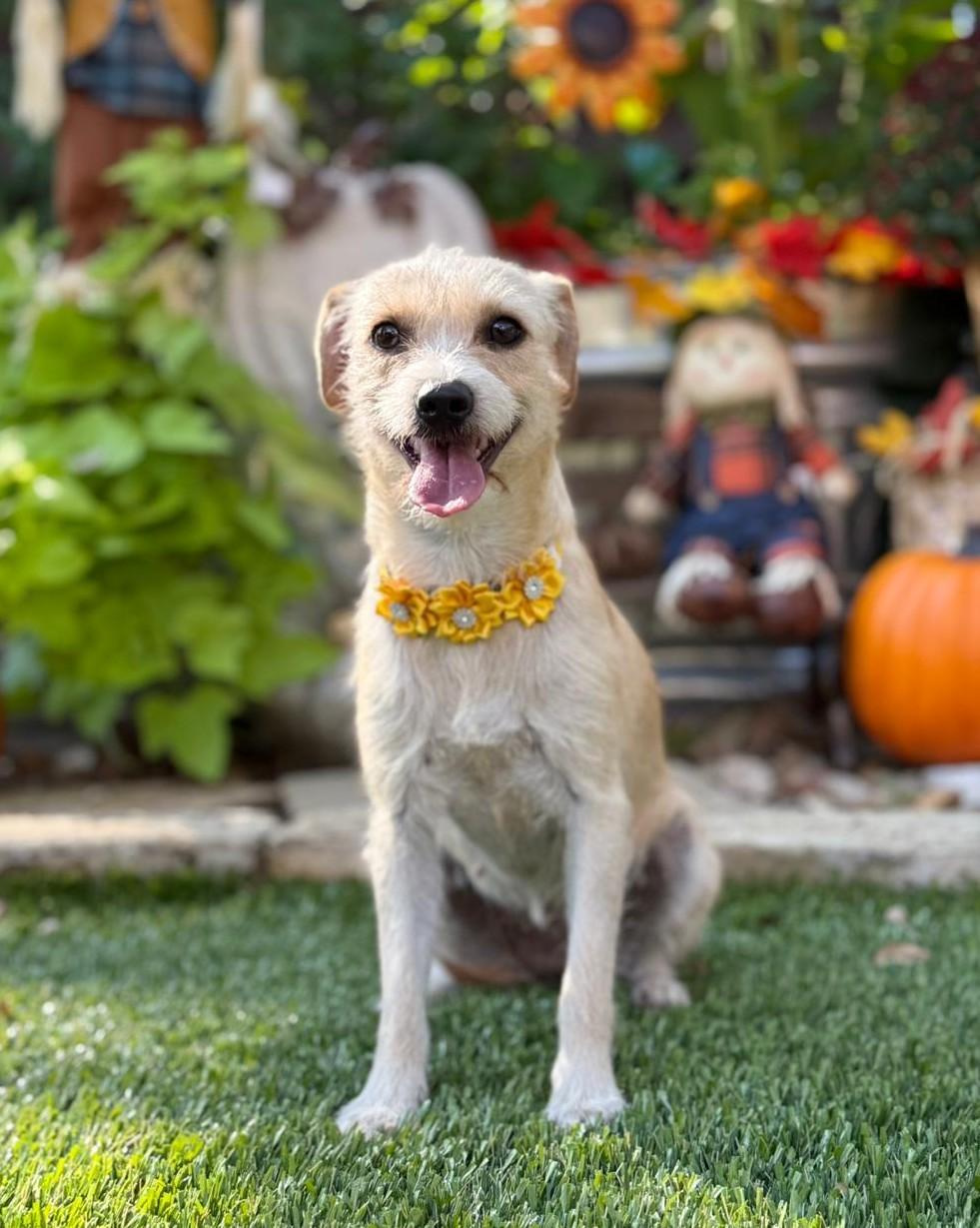 Enlarge Daisy Mae, an adopted mixed breed in Southport, CT image 5/6