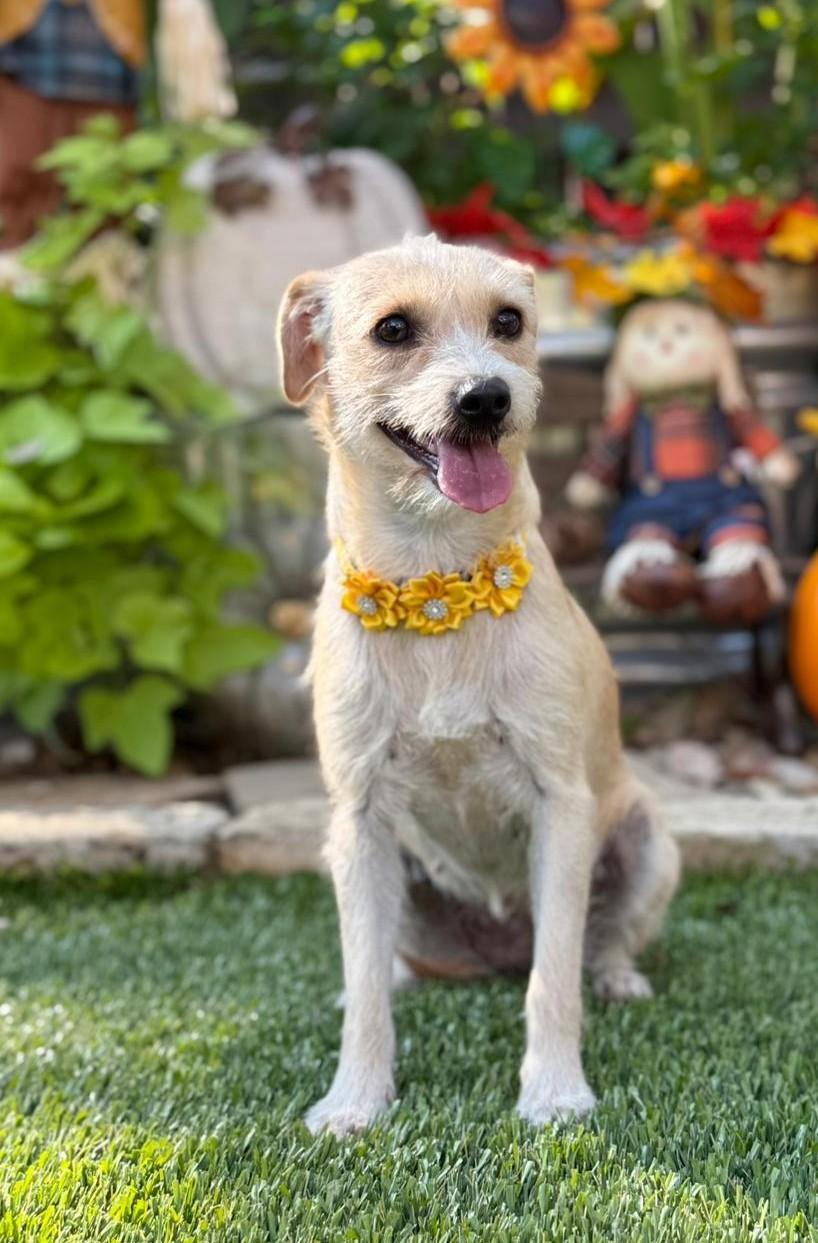 Enlarge Daisy Mae, an adopted mixed breed in Southport, CT image 4/6