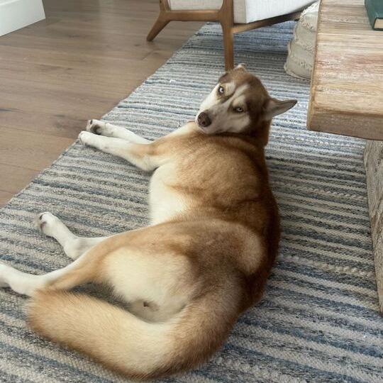 Dolly, Adoptable, Adult Female Husky.