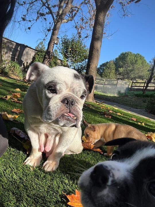 Dolly, a Adoptable Husky in San Rafael, CA image 2/6