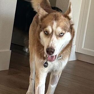 Dolly, a Adoptable Husky in San Rafael, CA image 5/6