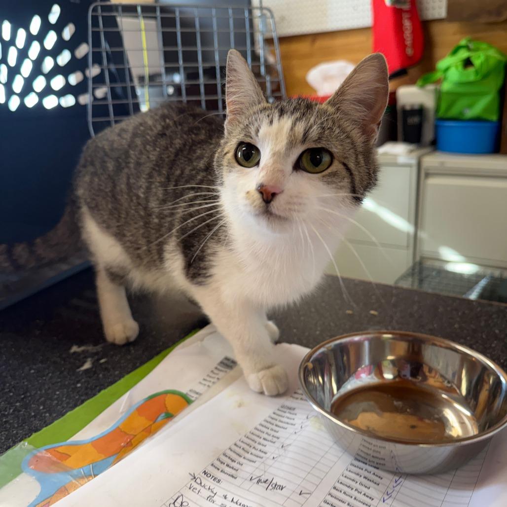 Enlarge Penny, a Adoptable Domestic Medium Hair in Saskatoon, SK image 1/1