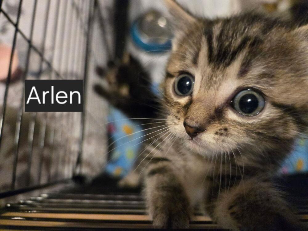 Enlarge Arlen, a Adoptable mixed breed in Papillion, NE image 1/1