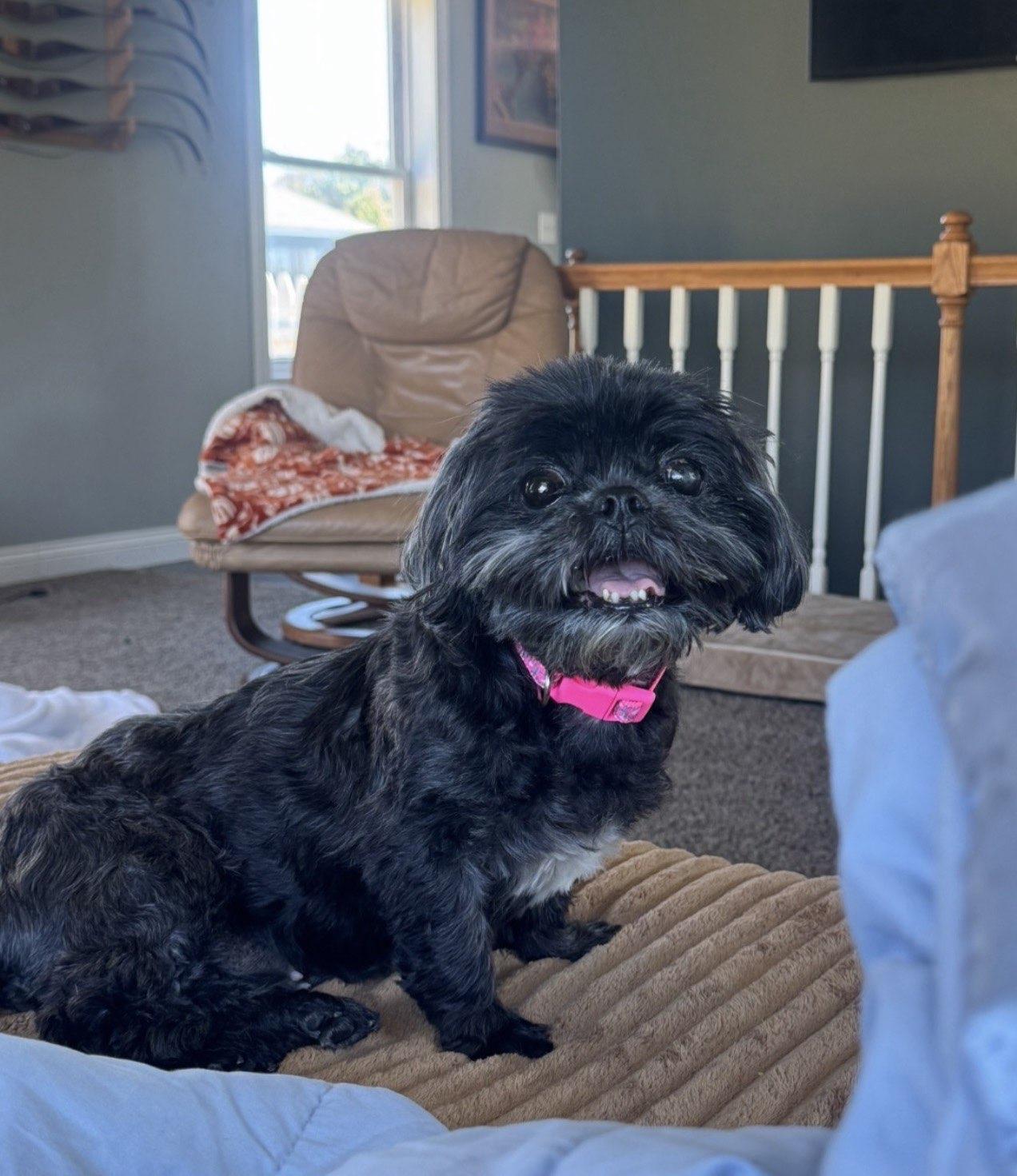 Enlarge Betty Boop, a Adoptable Mixed Breed in Adrian, MI image 2/5