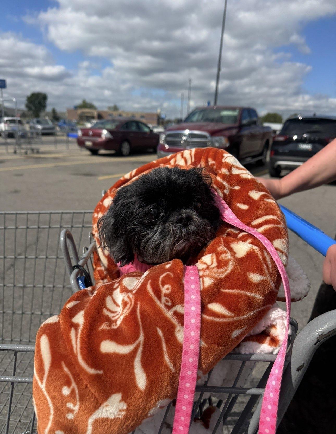 Enlarge Betty Boop, a Adoptable Mixed Breed in Adrian, MI image 4/5